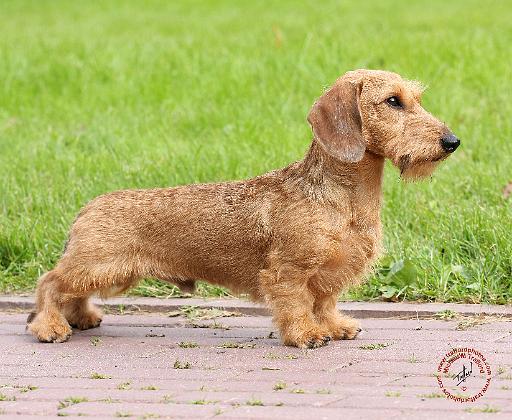 Dachshund 9Y426D-178.JPG
